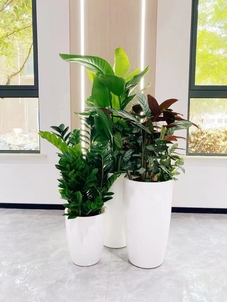 宁波江北绿化修剪全攻略，快来一探究竟！